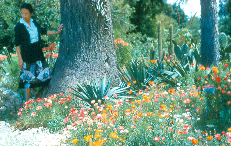 Box4 008 Mei Fradkin Stanford cactus garden 61